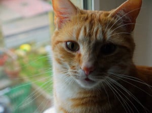 cat-orange-looking-image