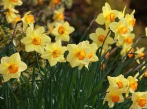 gorgeous-daffodils-image