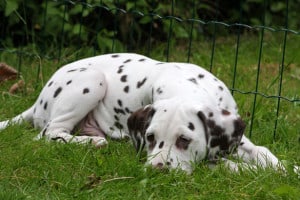 dalmatian-puppy-sleeping-in-grass-image