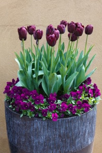 deep-purple-tulips-image