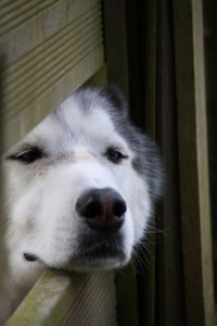 doggie-peeking-through-fence-image