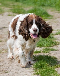 spaniel-walking-image