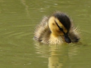 baby-duck-on-pond-image