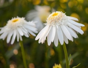 flowers-yellow-white-skirts-image