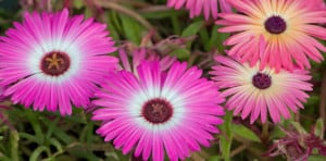 pink-flowers-burst-image