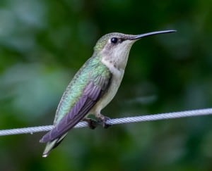 ruby-throated-hummingbird-image