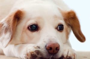 nose-between-paws-dog-image