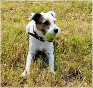 dog-with-yellow-ball-mouth-image