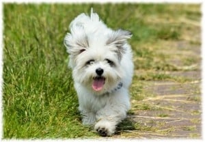 tongue-out-pup-running-image
