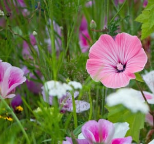 wild-flowers-pink-purple-image