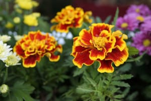 marigold-garden-image