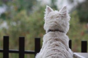 back-of-white-westie-image