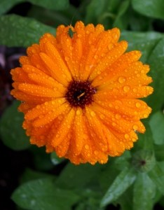 orange_daisies_image