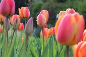 orange-yellow-pink-row-tulips-image