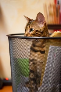cat-in-trash-basket-image
