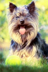 outdoors-dog-image