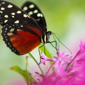 black-red-white-polka-dot-butterfly-purple-image