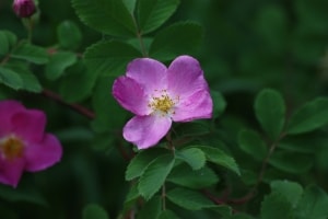 single-purple-pink-perfect-flower-image