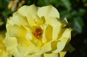 beautiful-yellow-rose-image