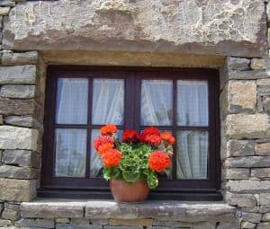 geraniums-in-window-image