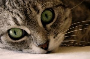 sleepy-cat-face-green-eyes-image