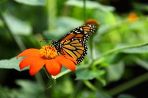 bright-orange-flower-butterfly-perched-image