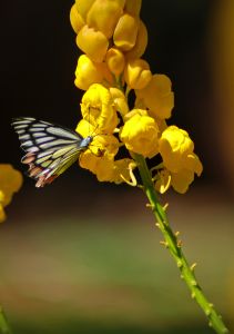 yellow-flower-orange-black-butterfly-stalk-image