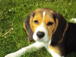 cute-beagle-puppy-image
