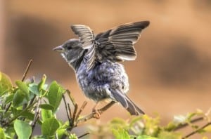 baby-bird-flapping-wings-image