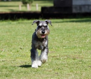 dog-galloping-image