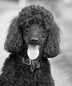 black-white-poodle-tongue-out-image