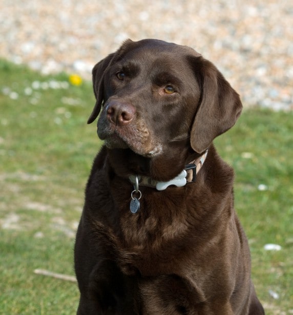 dog-black-lab-serious-look-image