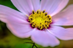 flower-pink-blur-image