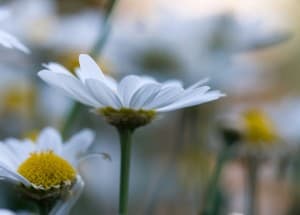 daisies-blur-image