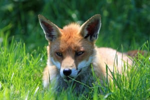 cute-fox-resting-grass-image