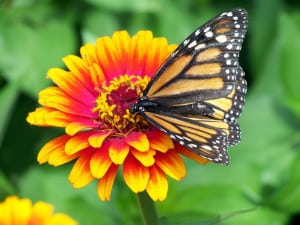 monarch-butterfly-orange-pink-red-zinnia-image