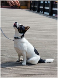 obedient-dog-image