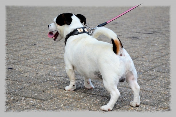 cute-stocky-dog-on-leash-image