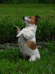 jack-russell-little-beggar-backyard-image