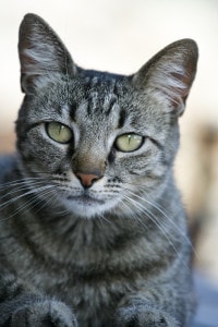 serious-green-eyed-cat-image