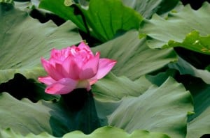 bright-pink-lotus-flower-image