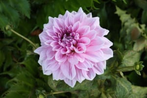 purple-pink-flower-burst-image