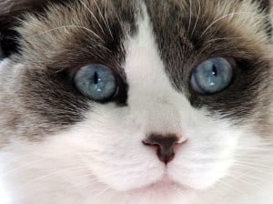 big-blue-eyes-portrait-cat-image