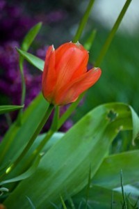 red-tulip-purple-background-image
