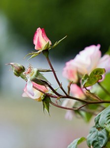 rosebud--fade-out-image