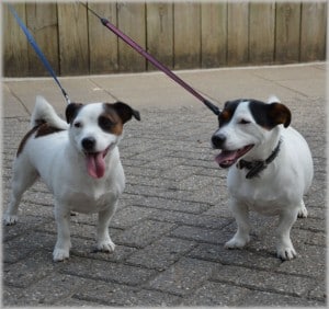 two-dogs-white-black-stocky-image