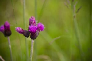 purple-summer-flower-image