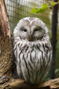 wise-owl-image