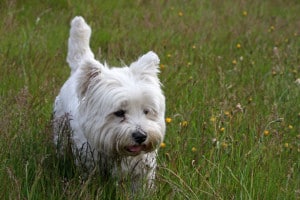 westie-in-field-flowers-image