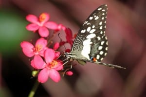 white-black-butterfly-on-flower-image